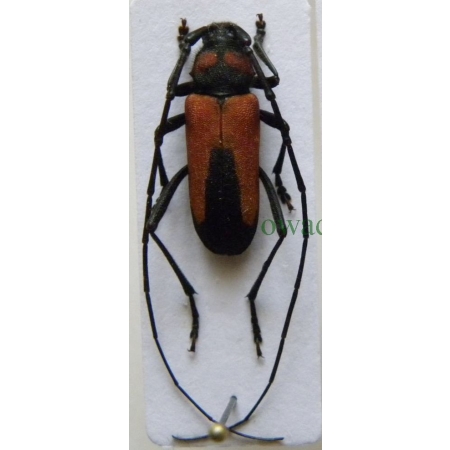 Purpuricenus budensis (Götz, 1783) male Purpurówka szkarłatna